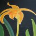 Bulbophyllum Lobbii