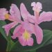 Cattleya