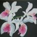 Lycaste Amethystella
