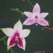 Orchidee