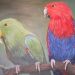 Eclectus