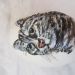 Katze