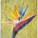 Papageienblume