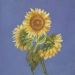Sonnenblumen